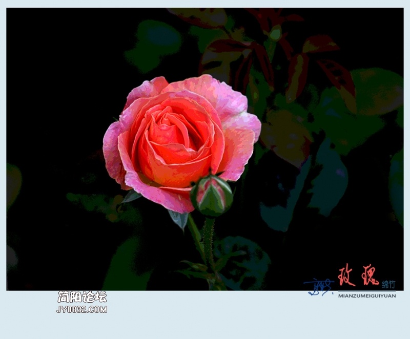 玫瑰——09.jpg
