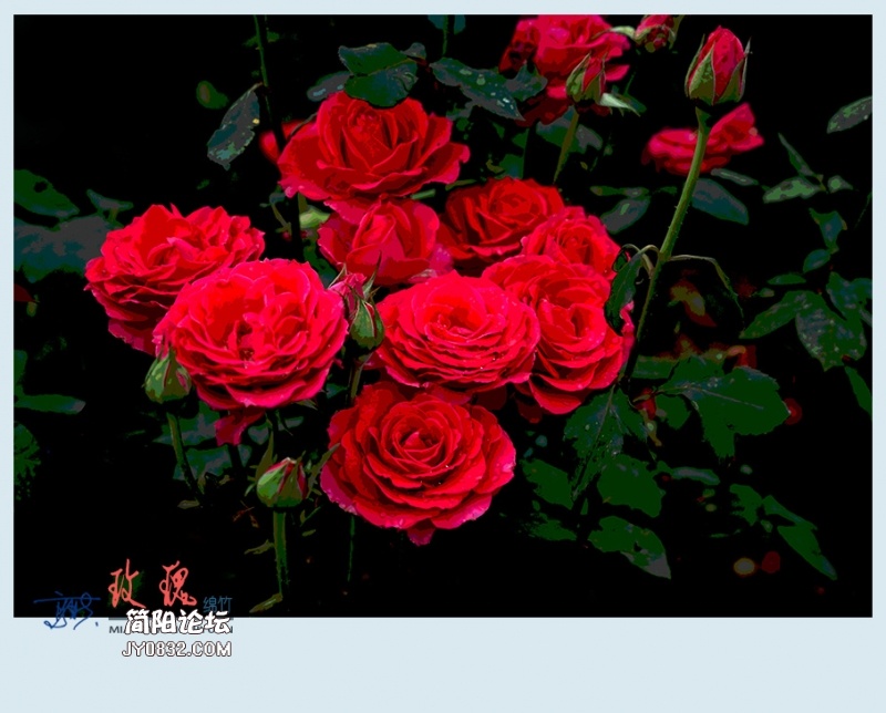 玫瑰——10.jpg