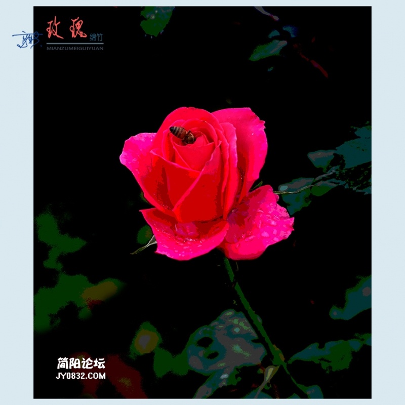 玫瑰——14.jpg