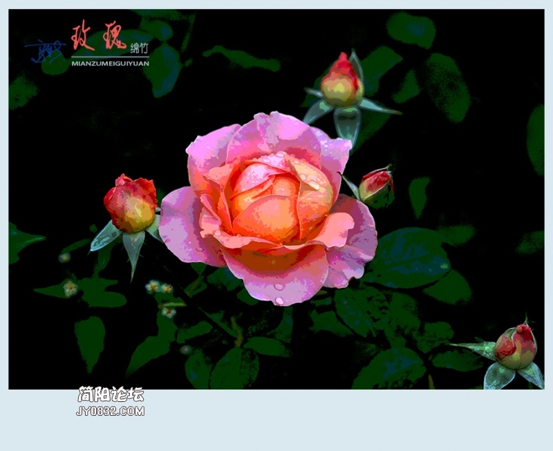 玫瑰——15.jpg