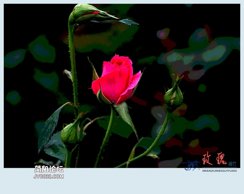 玫瑰——23.jpg