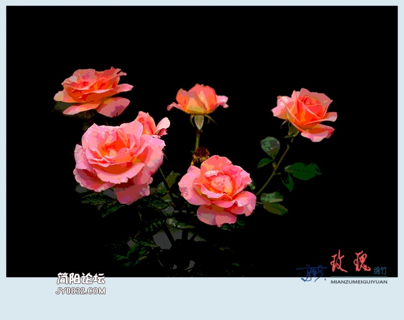 玫瑰——24.jpg