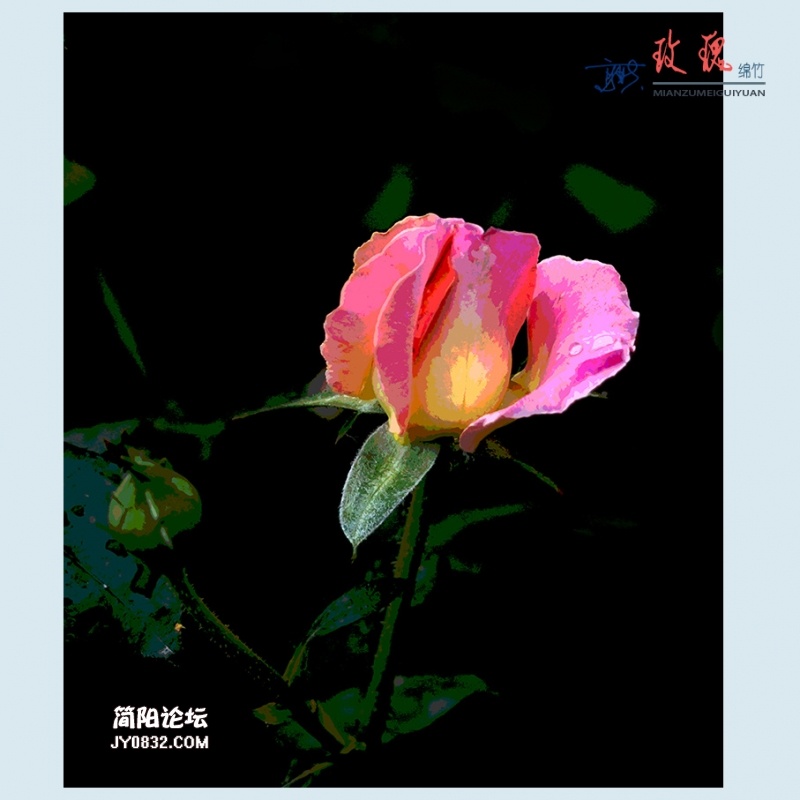 玫瑰——25.jpg