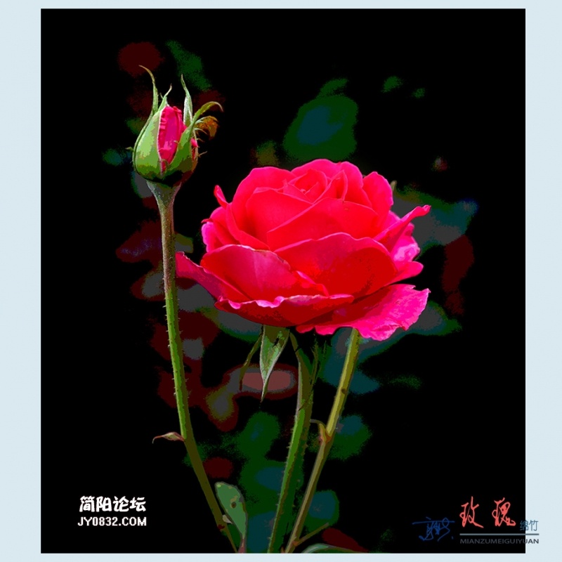 玫瑰——26.jpg