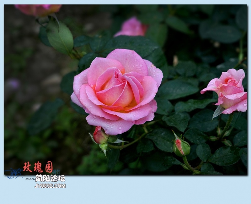 玫瑰园——12.jpg