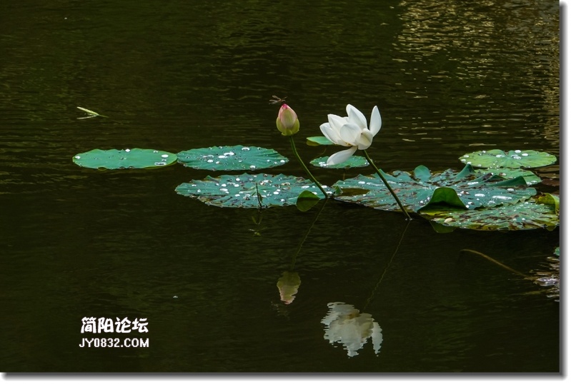 20180802-DSC08471_副本.jpg