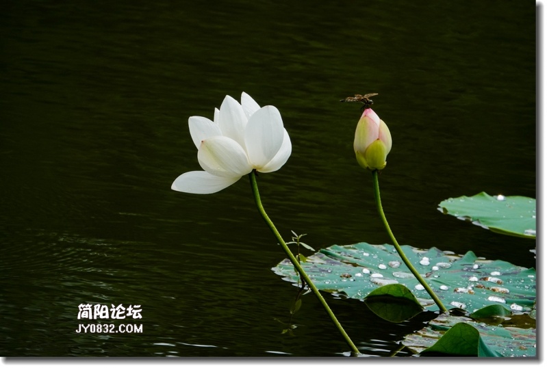 20180802-DSC08480_副本.jpg