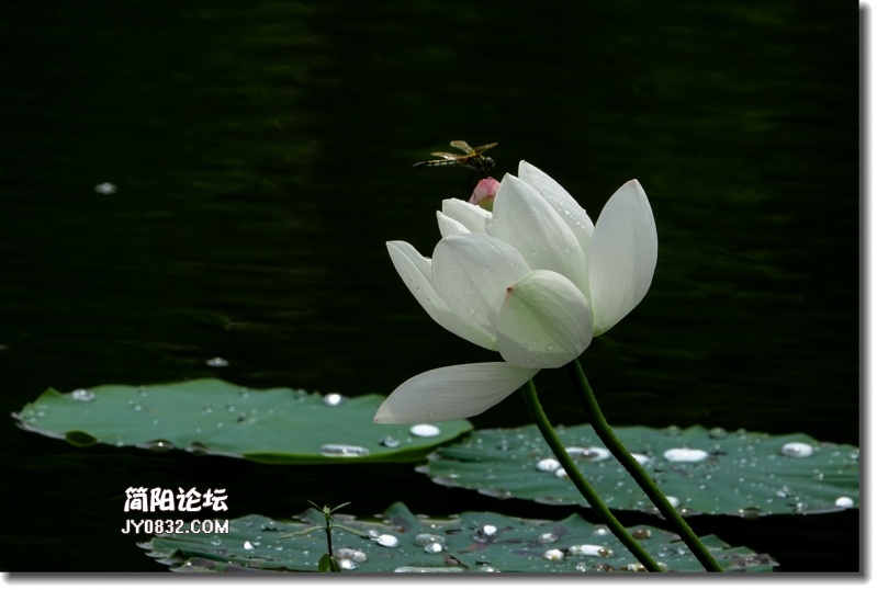 20180802-DSC08483_副本.jpg