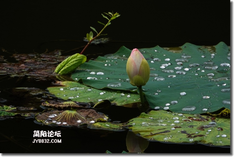 20180802-DSC08493_副本.jpg