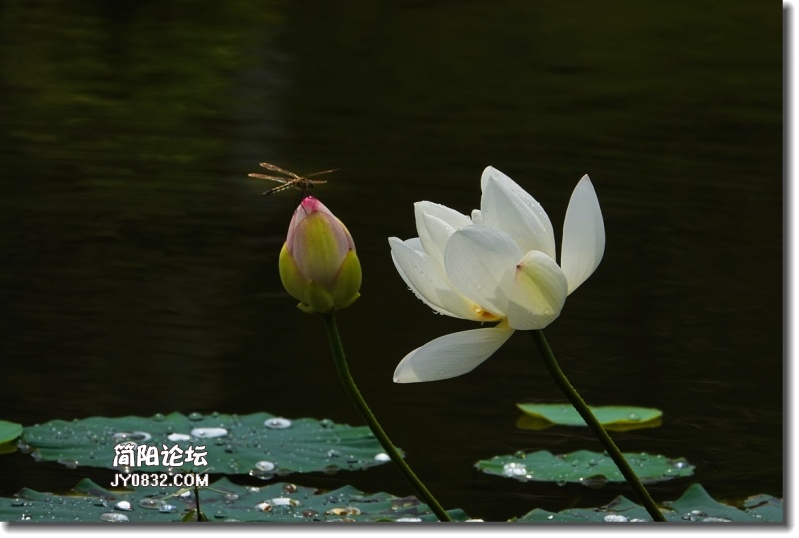 20180802-DSC08489_副本.jpg