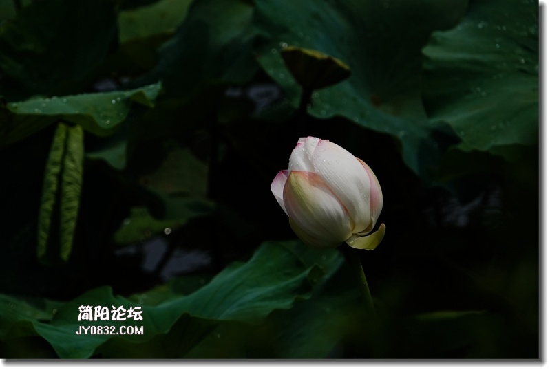 20180802-DSC08551_副本.jpg