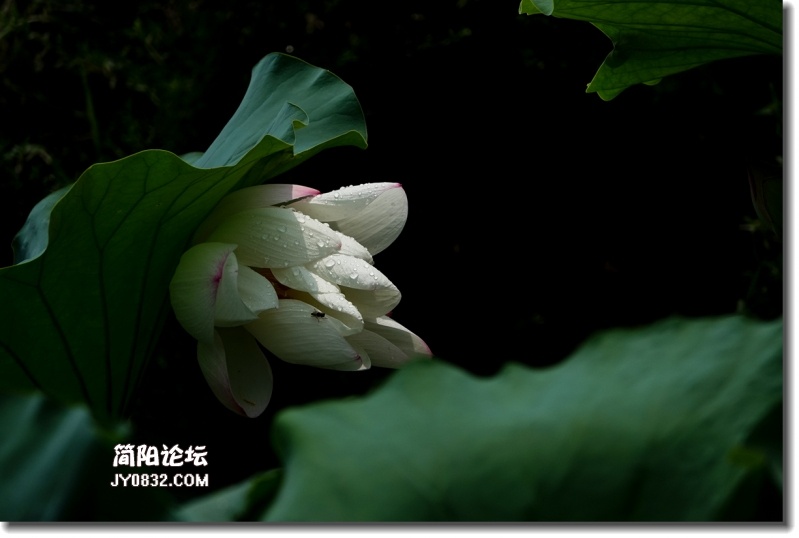 20180802-DSC08548_副本.jpg