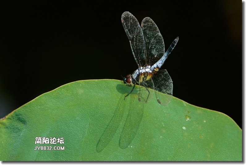 20180802-DSC08563_副本.jpg