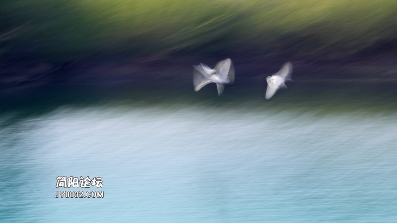 《碧波鹭影》高旭东摄-1.jpg