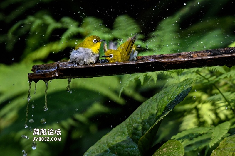 DSC_4279.jpg