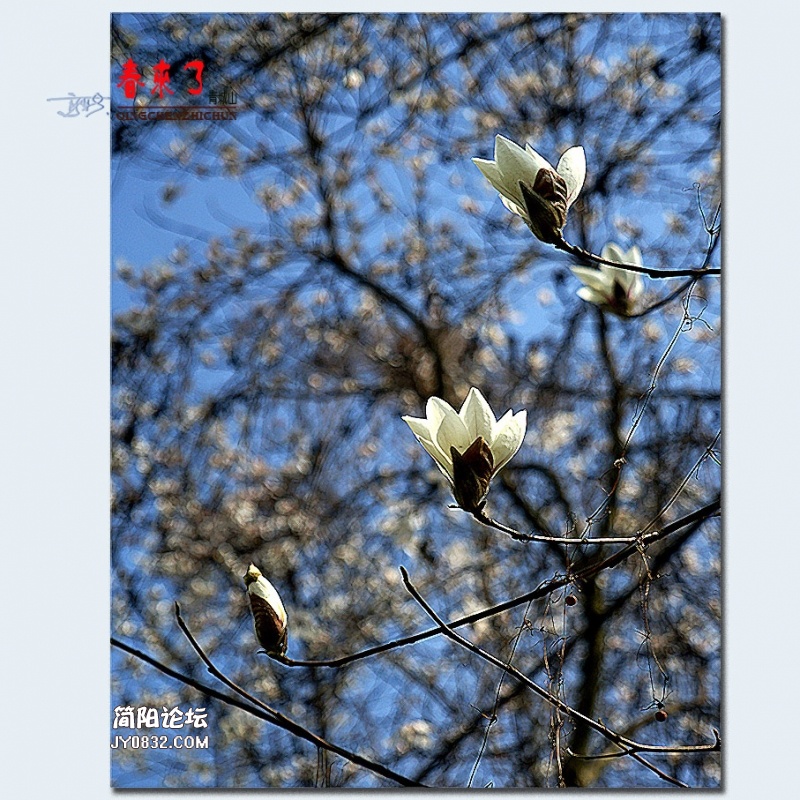 青城之春——15.jpg