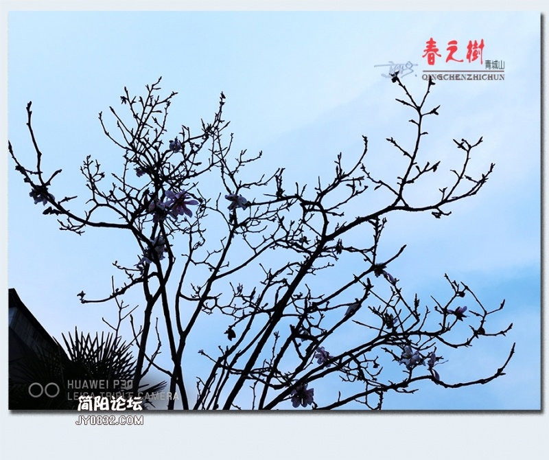 青城之树——07.jpg