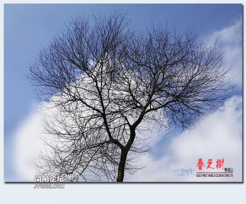 青城之树——10.jpg