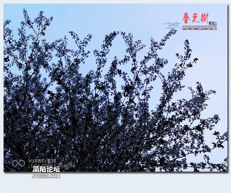 青城之树——12.jpg