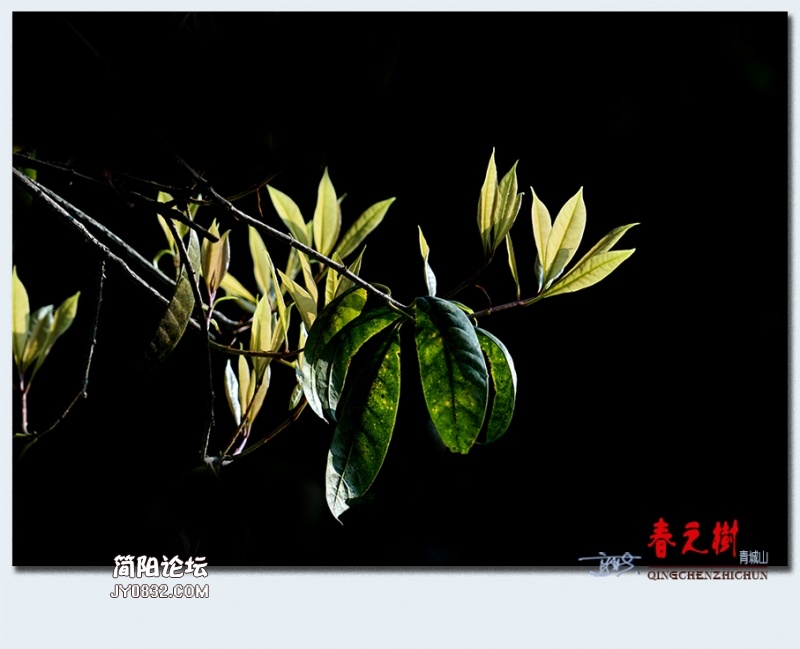 青城之树——15.jpg