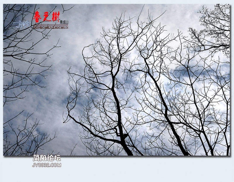 青城之树——17.jpg