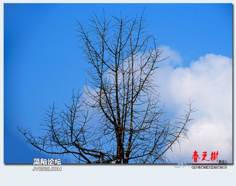 青城之树——25.jpg