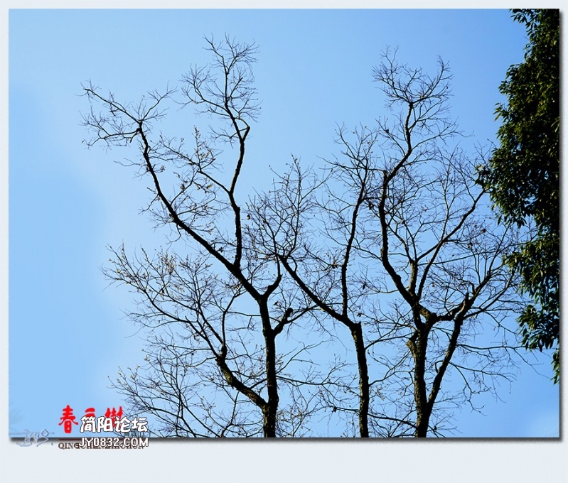 青城之树——30.jpg