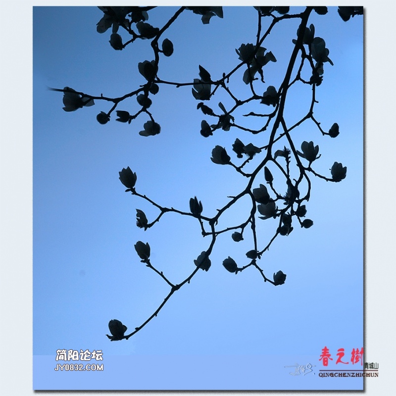 青城之树——39.jpg