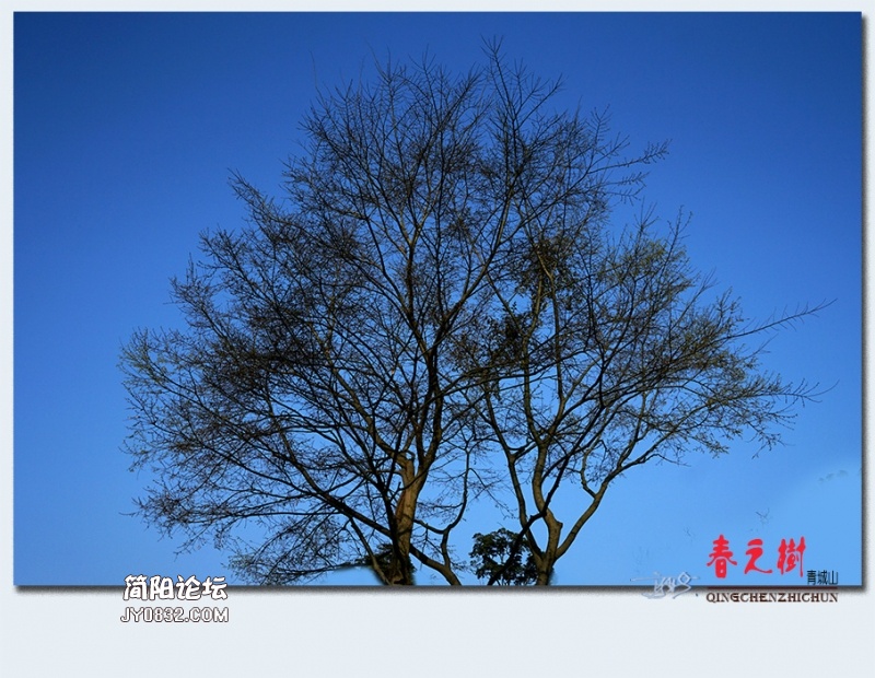 青城之树——41.jpg