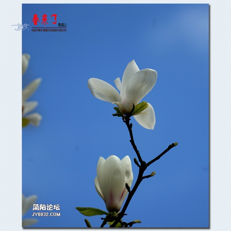 青城之春——36.jpg