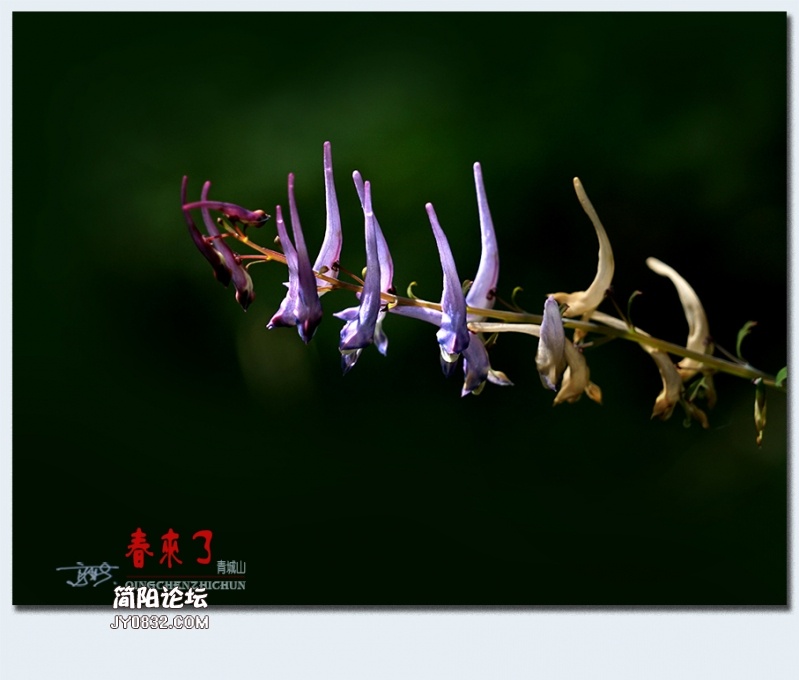 青城之春——44.jpg