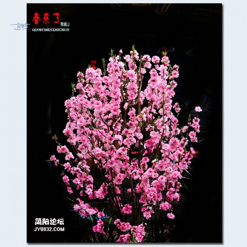 青城之春——49.jpg