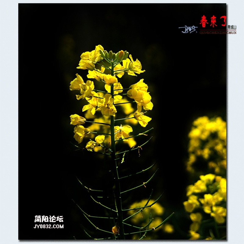 青城之春——25.jpg