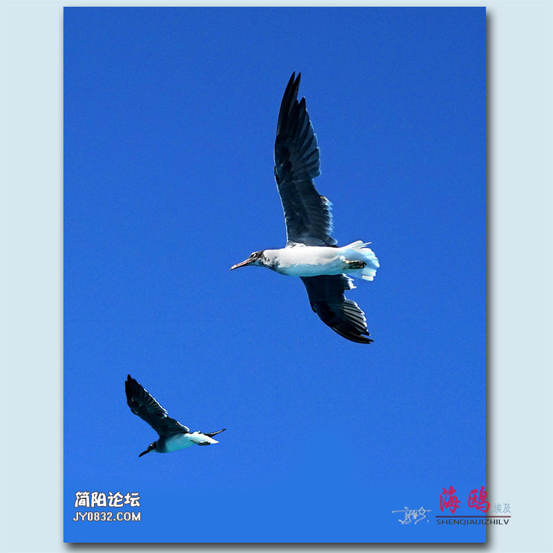海鸥——13.jpg