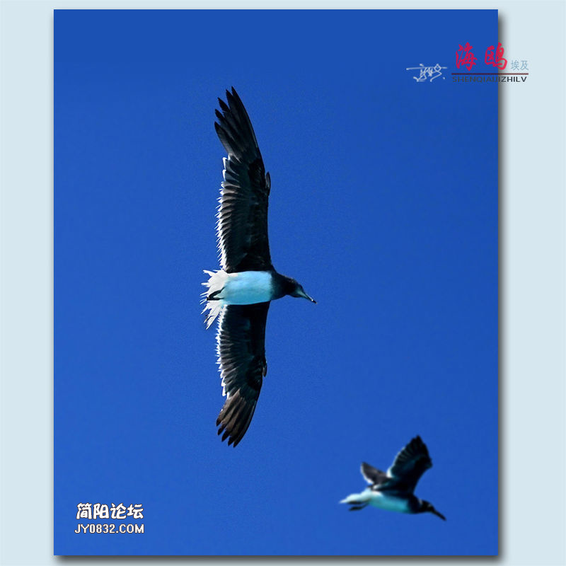 海鸥——29.jpg