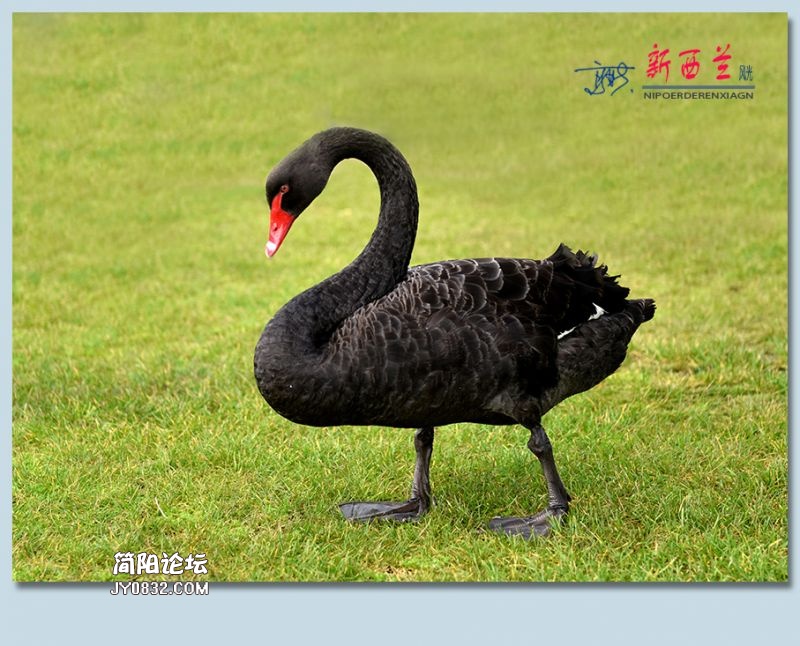 新西兰——47.jpg