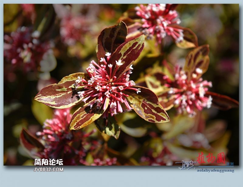 植物园——41.jpg