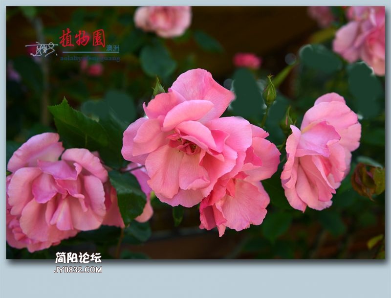 植物园——49.jpg