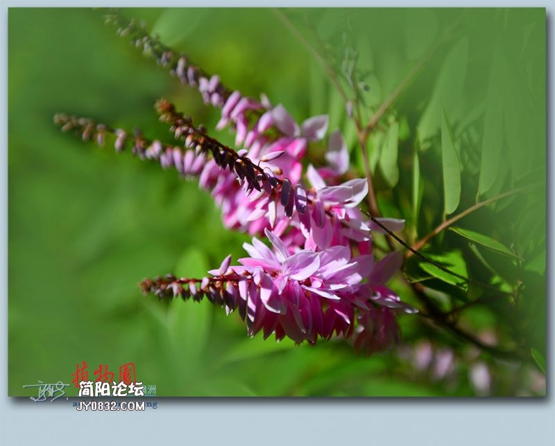 植物园——61.jpg