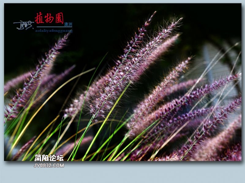 植物园——67.jpg