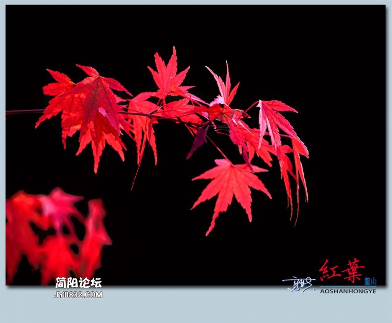 红叶——02.jpg