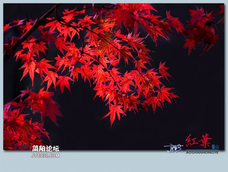 红叶——13.jpg