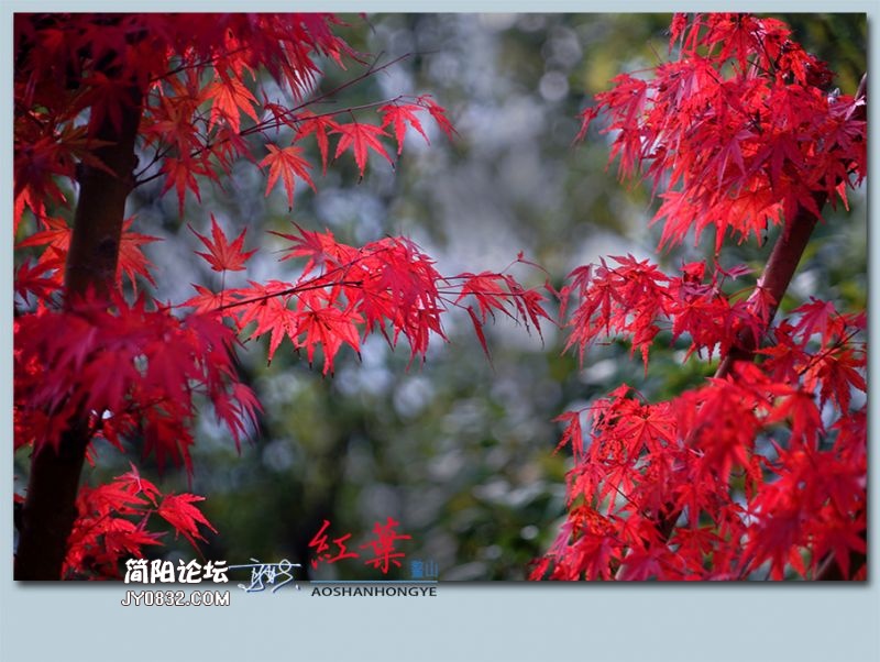 红叶——14.jpg