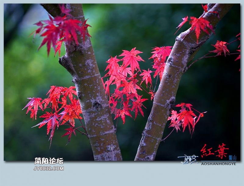红叶——16.jpg