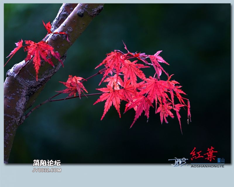 红叶——17.jpg