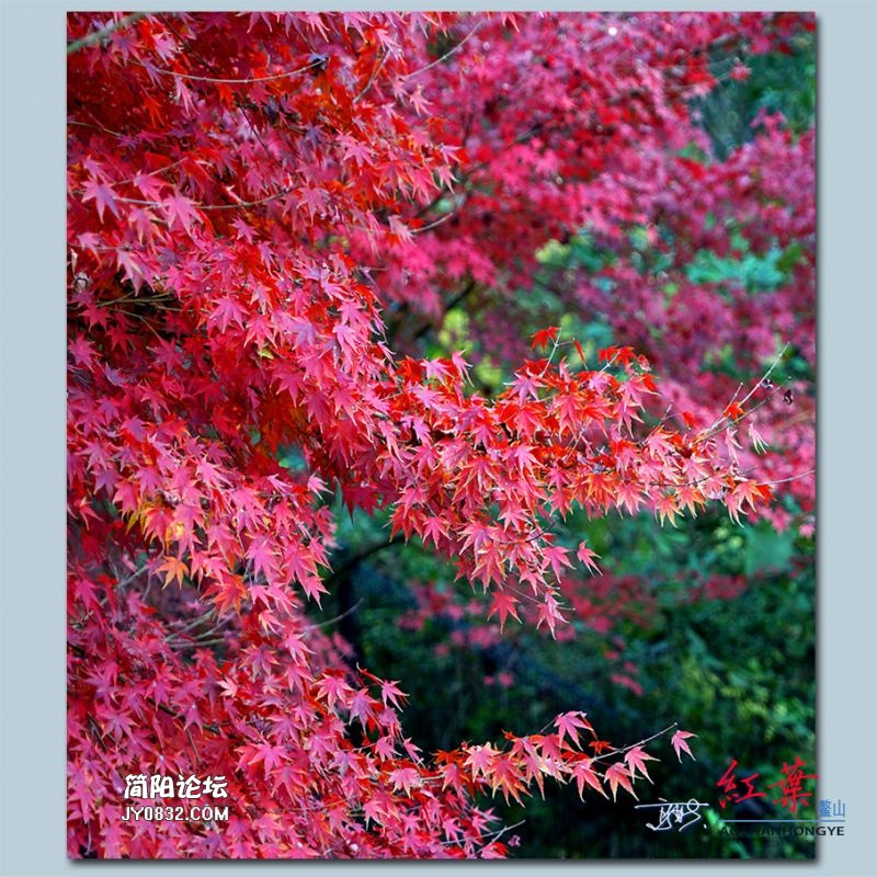 红叶——27.jpg