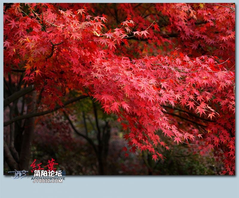 红叶——31.jpg