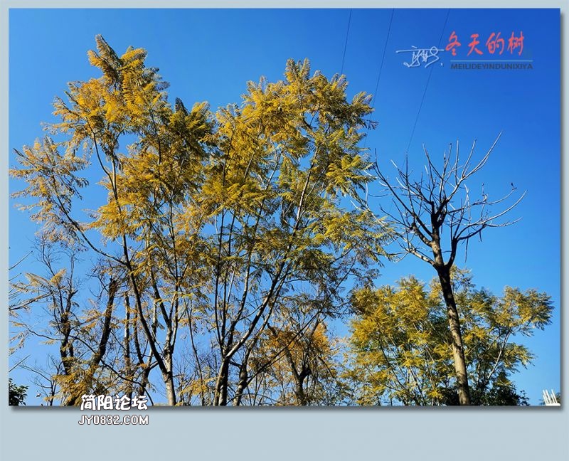 冬天的树——03.jpg