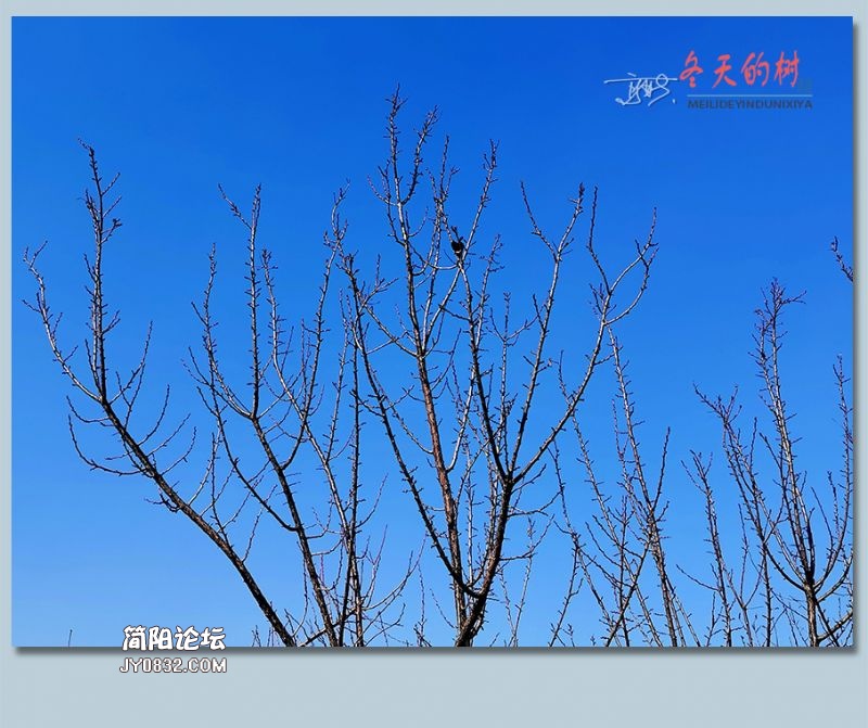冬天的树——02.jpg