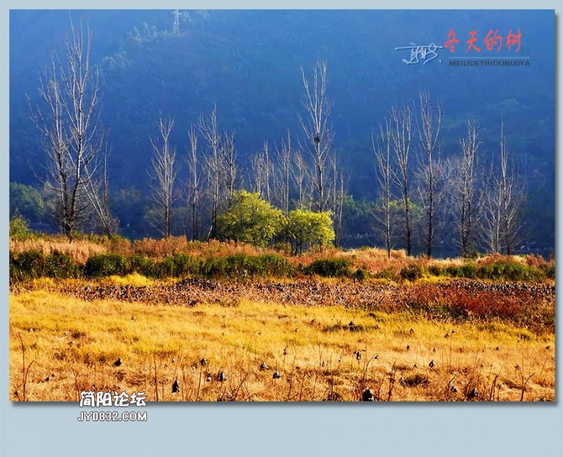 冬天的树——13.jpg